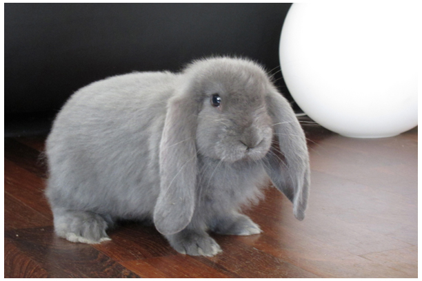 Dino, the French Lop